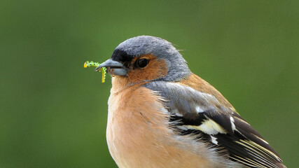 Chaffinch with a caterpillar in its beak sitting on a fence in UK