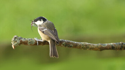 Coal Tit with flys in its beak on a branch in a tree in UK