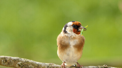 Goldfinch with a caterpillar in its beak on a branch in a tree in wood in UK