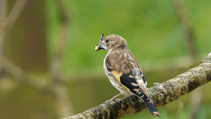 Goldfinch with flys in its beak on a branch in a tree in wood in UK