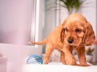 A cocker spaniel puppy stands on a background of a blurred window and a green flower pot. The dog is red, one month old. A toy ball next to a puppy. The photo is blurred.
