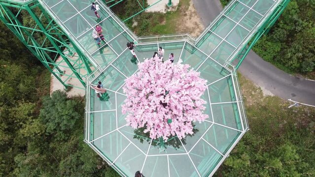 tourists walk to see trees on Skywalk 