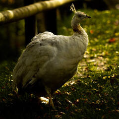 white peacock in the grass