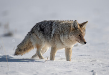 Naklejka na ściany i meble Yellowstone Coyote in middle of Winter