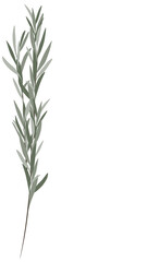 rosemary isolated on PNG white background