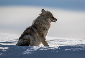 Obraz premium Yellowstone Coyote in middle of Winter