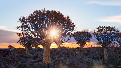 Sunrise at the Quiver Tree Forest near Keetmanshoop, Namibia