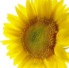 Single Sunflower Close-up - Isolated