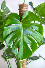 Monstera deliciosa growing indoors on a moss pole. Monstera plants are aroids and like to climb © Paul Atkinson