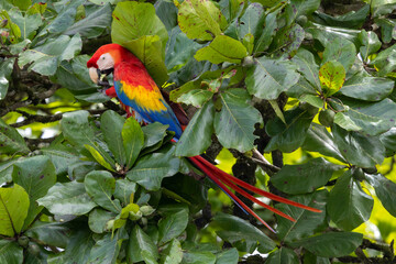 Ein fressender Scharlachara in der Seitenansicht in einem Baum sitzend