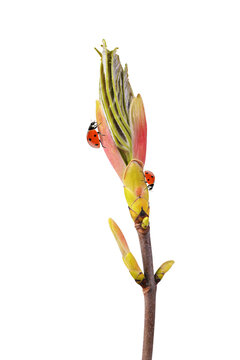 Spring branch maple tree with ladybirds isolated on transparent background, PNG.	
