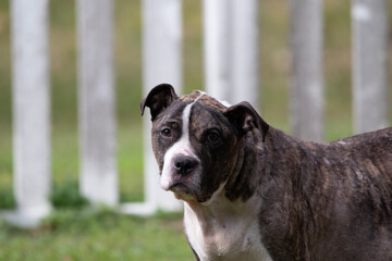 american staffordshire terrier