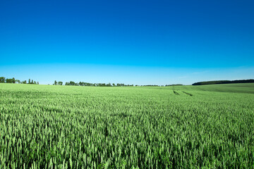 field of grass and perfect sky