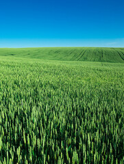 field of grass and perfect sky