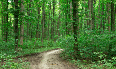 Obraz premium Forest trees. nature green wood sunlight backgrounds