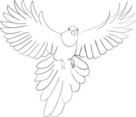 dove of peace vector