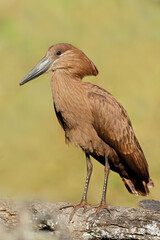 A hamerkop bird (Scopus umbretta) perched on a branch, South Africa.