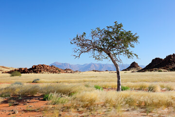 An African shepherds tree (Boscia albitrunca) in arid grassland, Brandberg mountain, Namibia.