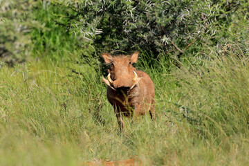 A warthog (Phacochoerus africanus) in natural habitat, Mokala National Park, South Africa.