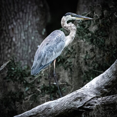 great blue heron