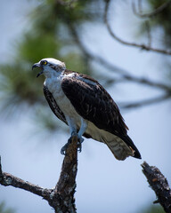 Osprey