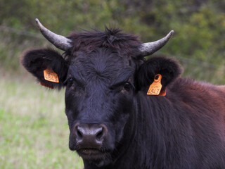 portrait of a dark cow with horns and ear tags