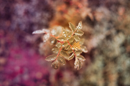 Burnet Rose Leaves with Dew Drops