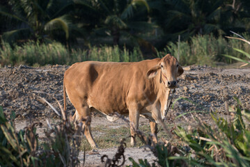 Selective focus of brown pregnant cow.Pregnant cow is standing among reed.