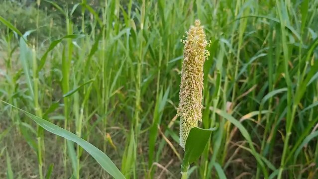 Pearl millet field also called as bajra or bajri.