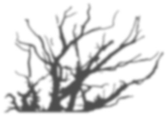 shadow transparent floral sunlight blur