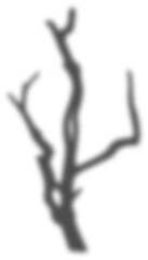 shadow transparent floral sunlight blur