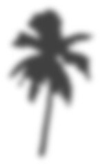 shadow transparent floral sunlight blur