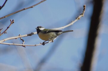 Shikuukara, Geat tit (Parus minor), birds classified in the order Sparrowhawks, the family Titmice (Titmidae)