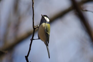 Shikuukara, Geat tit (Parus minor), birds classified in the order Sparrowhawks, the family Titmice (Titmidae)