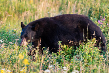 Wild Black Bear feeding on berries in Waterton National Park Alberta Canada.