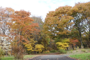 山の紅葉する木々