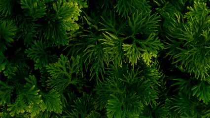 Fototapeta na wymiar Nature view fresh green fern leaves. Tropical landscape background for website and marketing materials.