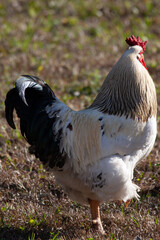 chicken
