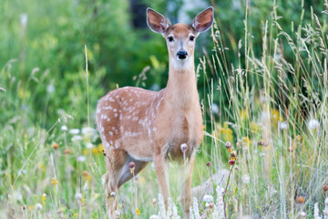 Young spotted White-Tailed Deer Fawn in the Summertime. Waterton National Park Alberta Canada