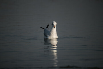 black headed gull. Maharashtra Black Headed Gull. Maharashtra wildlife. Maharashtra birds. Indian wildlife. Bird Sanctuary. Save the birds 