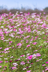 Fototapeta premium Pink and white gesanghua blooming in the spring sunshine. Landscape of Wanjiang Xidi Rd, Dongguan, China. Urban flower field.