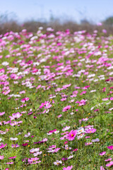 Pink and white gesanghua blooming in the spring sunshine. Landscape of Wanjiang Xidi Rd, Dongguan, China. Urban flower field.