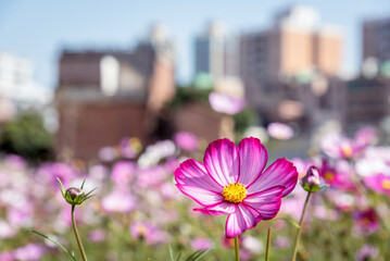 Pink and white gesanghua blooming in the spring sunshine. Landscape of Wanjiang Xidi Rd, Dongguan, China. Urban flower field.