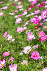 Pink and white gesanghua blooming in the spring sunshine. Landscape of Wanjiang Xidi Rd, Dongguan, China. Urban flower field.