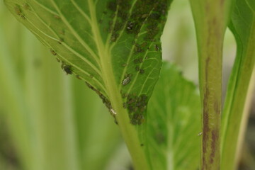 Aphis craccivora Koch on a leaf.
