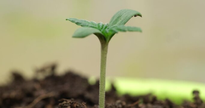 Fresh sprout growing macro time lapse concept