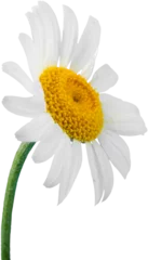 Foto op Canvas Chamomile or daisy flower - isolated © BillionPhotos.com