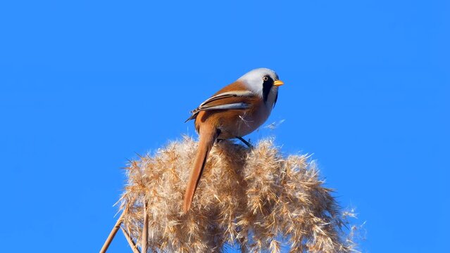 Wildlife - Birds. They feed on bearded reedling birds, insects and reed seeds that live in large reeds in wetlands.