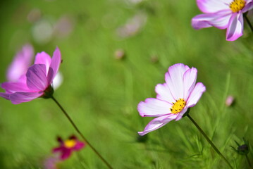 Pink and white gesanghua blooming in the spring sunshine. Landscape of Wanjiang Xidi Rd, Dongguan, China. Urban flower field.