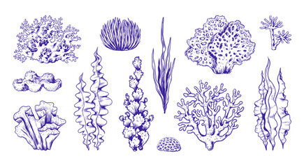 Hand drawn sea coral reef. Water algae and kelp, marine red and blue plants sketch style, underwater seaweeds, tropical ocean drawing. Aquarium decorative elements. Vector graphic icon set © SpicyTruffel